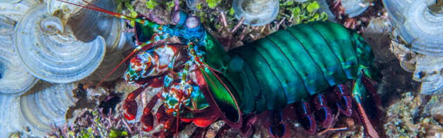 The seemingly indestructible fists of the mantis shrimp can take a punch
