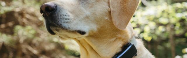 Your Whistle pet tracker will stop working next month