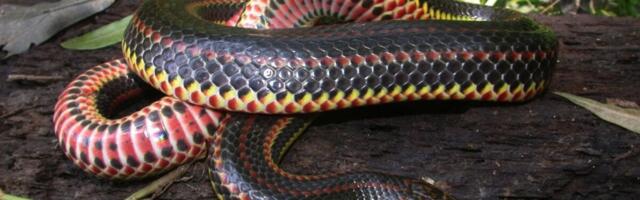 Have You Seen This Rare Rainbow Snake? Florida Wants to Know