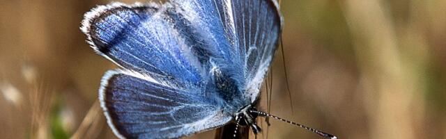 Is there life after extinction? Some Bay Area scientists and conservationists are trying to find out