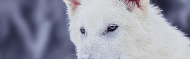 Scientists Claim to Have Brought Back the Dire Wolf