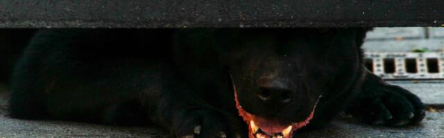 Ключ к вашему волку