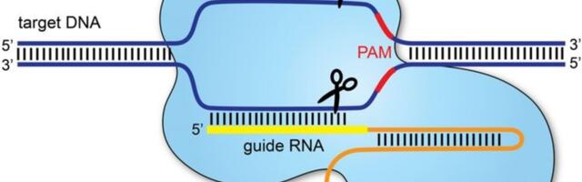 Кроим ДНК на Python: CRISPR gRNA finder, Часть I: Введение и базовый поиск