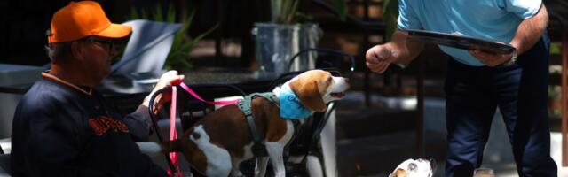 Founder of new Danville dog treat company explains hot trends in pet food industry