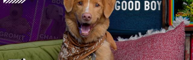 Good Boys dog, Indy, and filmmakers play Choose Your Squad