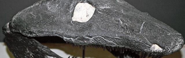 Early land animals skipped the tadpole phase