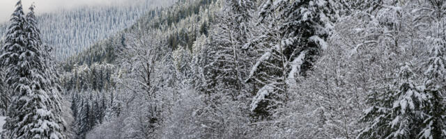 Record 119 Million Americans to Travel for Year-End Holidays