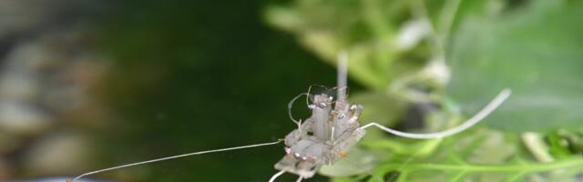 A robot walks on water thanks to evolution’s solution
