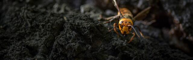 Venomous ‘Murder Hornets’ Kill Two American Tourists on Vacation in Laos