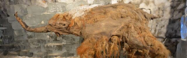 Oldest RNA Ever Recovered Captures a Woolly Mammoth’s Dying Moments