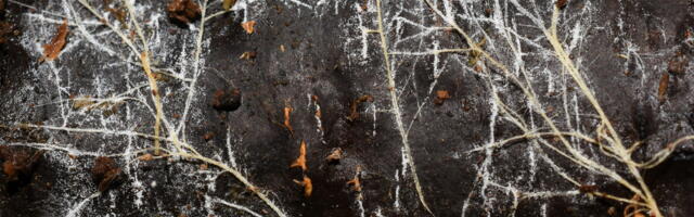 Threads of underground fungal networks are long enough to reach beyond the Solar System