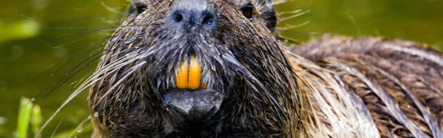 Beavers could return to Glen Affric 400 years after their extinction