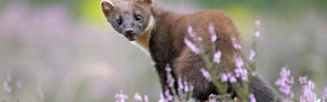 2% of Scotland’s land is rewilding, Scottish Rewilding Alliance