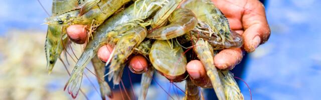 From Gujarat to the Gulf: the shrimp industry's tariff whiplash