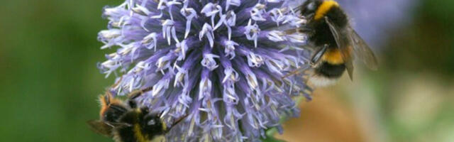New virtual splatometer to help citizen scientists