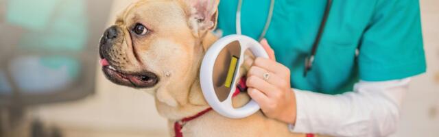 Stop Using AirTags to Track Your Pets. Here's What Experts Say You Should Try Instead