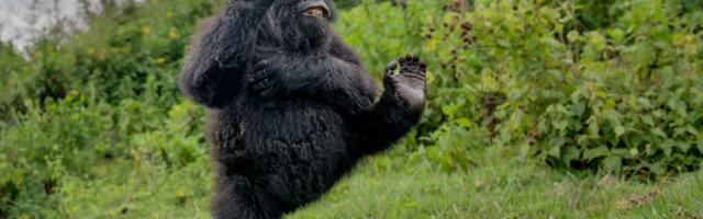 The funniest wildlife photos of the year show animals striking hilarious poses in their natural habitats