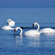 Finnish telehealth platform Medixine raise 2.9 mln euros