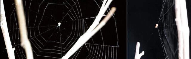 These Spiders Launch Their Webs at Prey. Here’s How They’re So Deadly Accurate