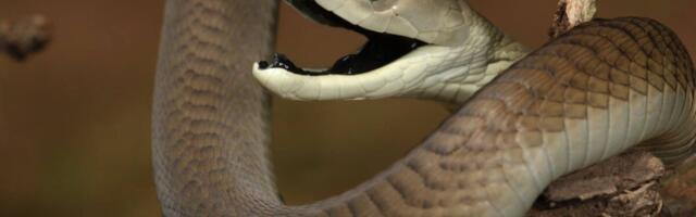 Why Getting Bit by a Mamba Sucks Extra Bad