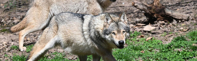 Even with protections, wolves still fear humans