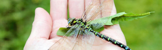 Explanation for why we don't see two-foot-long dragonflies anymore fails