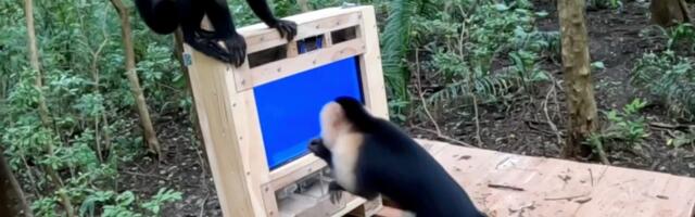 AI isn’t just being forced on us. Even forest monkeys are now a test audience in the name of science