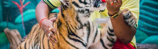 Travel Companies Rebuked for Exploiting Wildlife for Entertainment