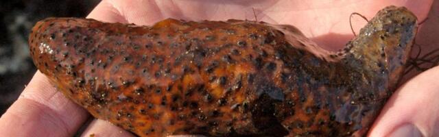 Traffickers plead guilty to smuggling endangered sea cucumbers into California