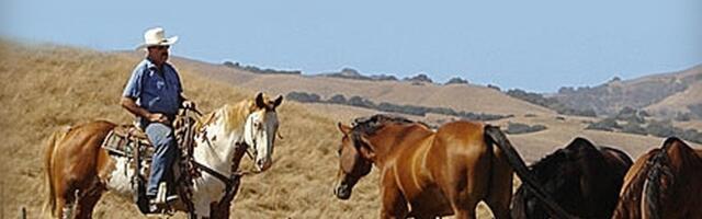 Controversial Bay Area horseback riding company investigated for animal neglect following horse death