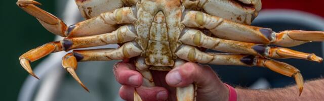 Dungeness crab season in Bay Area, Central Coast will come to an early end