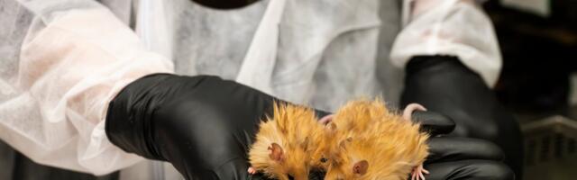 De-Extinction Company Reveals Genetically-Engineered ‘Woolly Mouse’