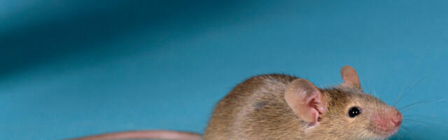 Researchers get viable mice by editing DNA from two sperm