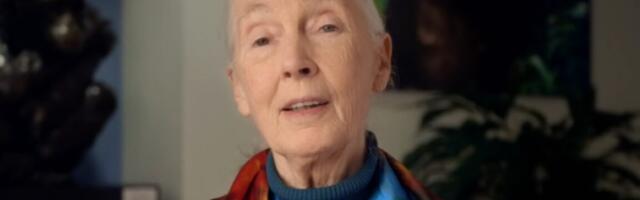 World-famous primatologist Jane Goodall dead at 91
