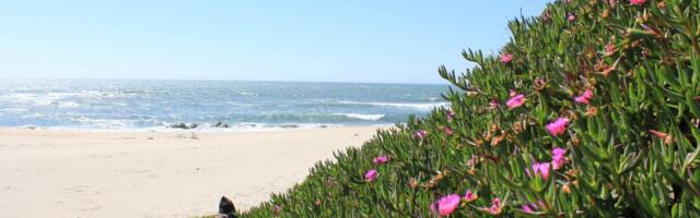 New methods to track invasive plant flowering patterns