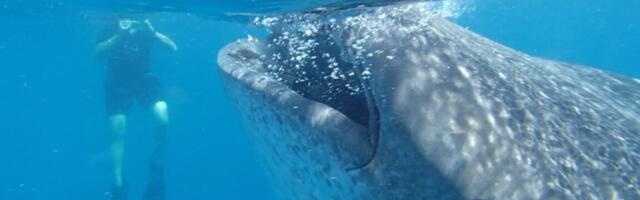 New body size database for marine animals is a “library of life”