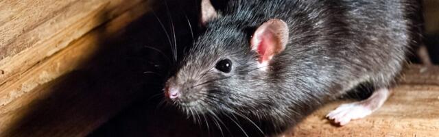 Frozen Food Item From Aldi Recalled Over ‘Rodent Hair’ Worries