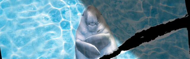 Marine Animals in the Strait of Hormuz Don’t Get a Ceasefire