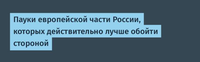 Пауки европейской части России, которых действительно лучше обойти стороной