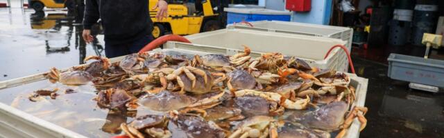 Commercial Dungeness crab season closing in Monterey Bay