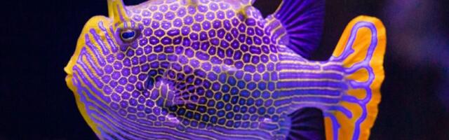 Why imperfection could be key to Turing patterns in nature Why imperfection could be key to Turing patterns in nature