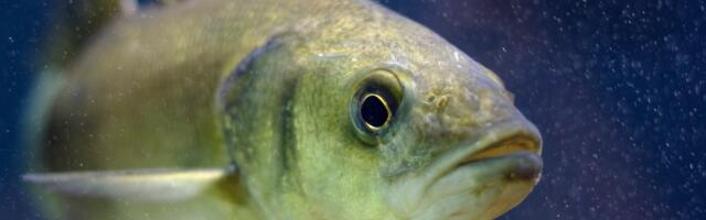 Humans are on pace to slaughter 6 trillion animals per year by 2033