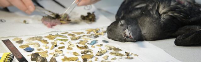 These Birds Are So Stuffed With Plastic, You Can Hear Them Crunch