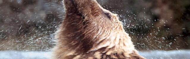 Open source-экосистемы: как развивается GitFlic в Группе Астра — рассказывает Максим Козлов, основатель и CTO площадки