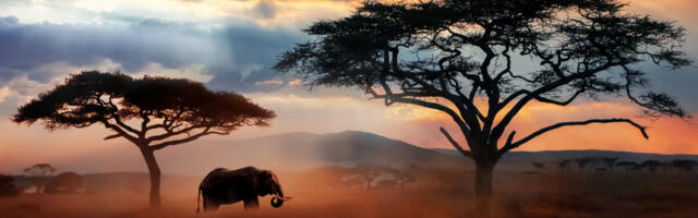 UK and UAE Governments Launch Toolkit to Help Financial Sector Tackle Illegal Wildlife Trade