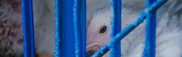 4,000 chicks died in the mail. They expose a darker truth about the meat industry.