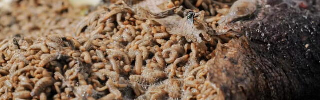 Fermented meat with a side of maggots: A new look at the Neanderthal diet