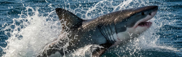 AI-Assisted Drones Are Helping To Stop Shark Attacks Before They Happen