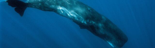 Sperm whales sleep in vertical pods, drifting tail-down near the surface in groups of five or six, completely motionless for about 15 minutes at a time, in one of the shortest sleep cycles of any mammal on Earth