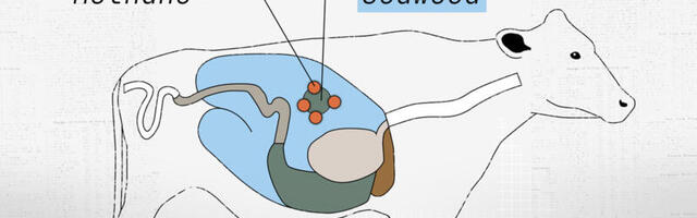 Cow burps are a climate problem. Can seaweed help?